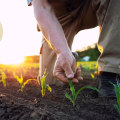 The Future of Farming: The Profitability of Medium-Sized Farms