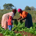 Subsistence Agriculture Examples That Empower Black-Owned Farming Communities