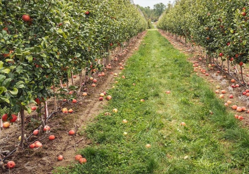 What Is an Orchard? How Black-Owned Farms Are Nurturing Sustainable Growth