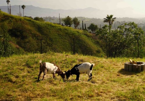 Discover Black-Owned Farm And Ranch Film And Photography Shoot Venues Near Los Angeles