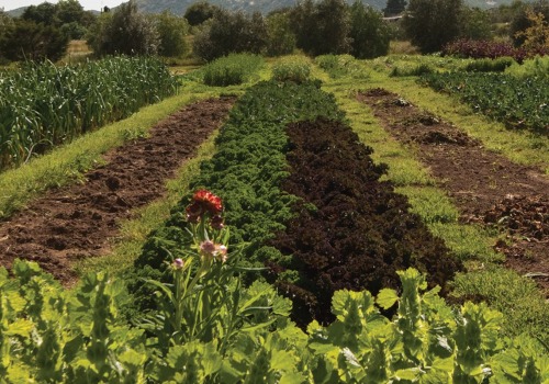 How Black-Owned Farms Can Benefit From The Advantages Of Organic Farming PPT